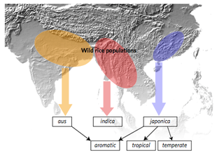 Illustration for article titled How Rice Built the World As We Know It